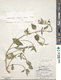 Galinsoga parviflora image