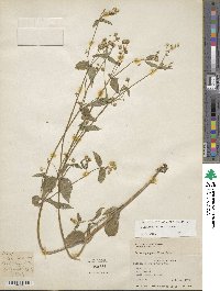 Galinsoga parviflora image