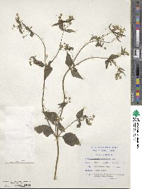 Galinsoga parviflora image