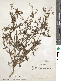 Galinsoga parviflora image