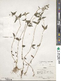 Galinsoga parviflora image