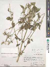 Galinsoga parviflora image