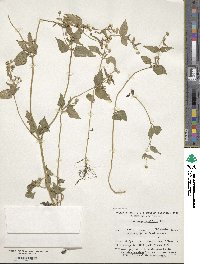 Galinsoga parviflora image