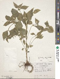 Galinsoga parviflora image