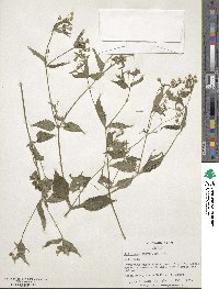 Galinsoga parviflora image