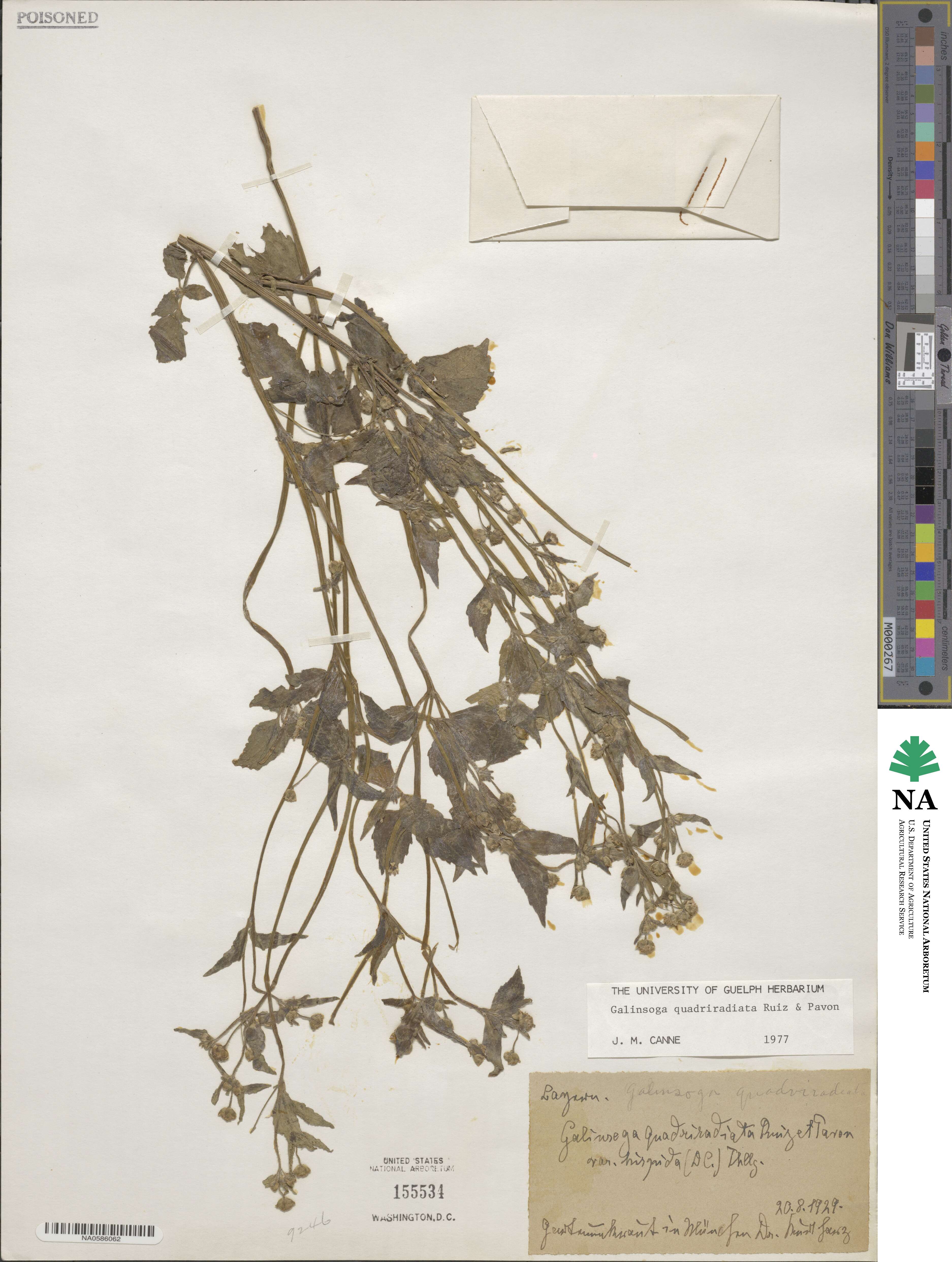 Galinsoga quadriradiata image
