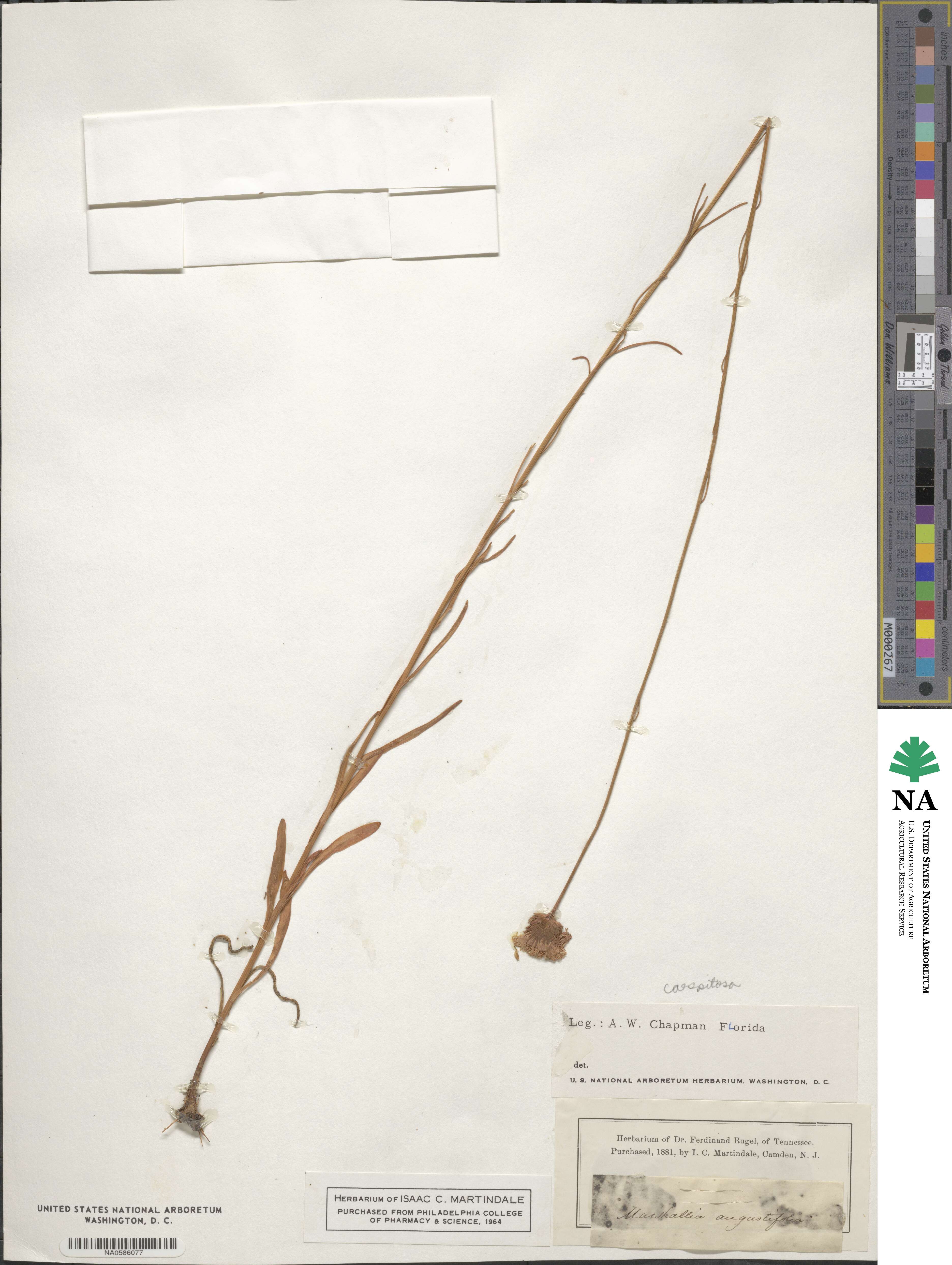 Marshallia caespitosa image
