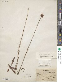 Marshallia graminifolia image