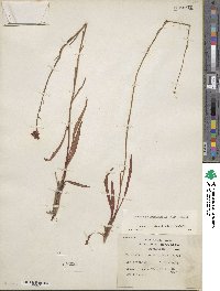Marshallia graminifolia image
