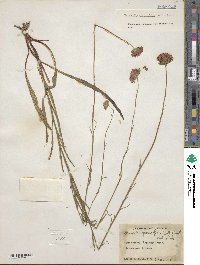 Marshallia graminifolia image