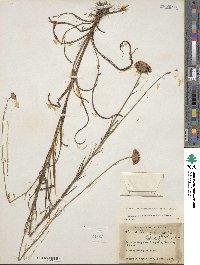Marshallia graminifolia image
