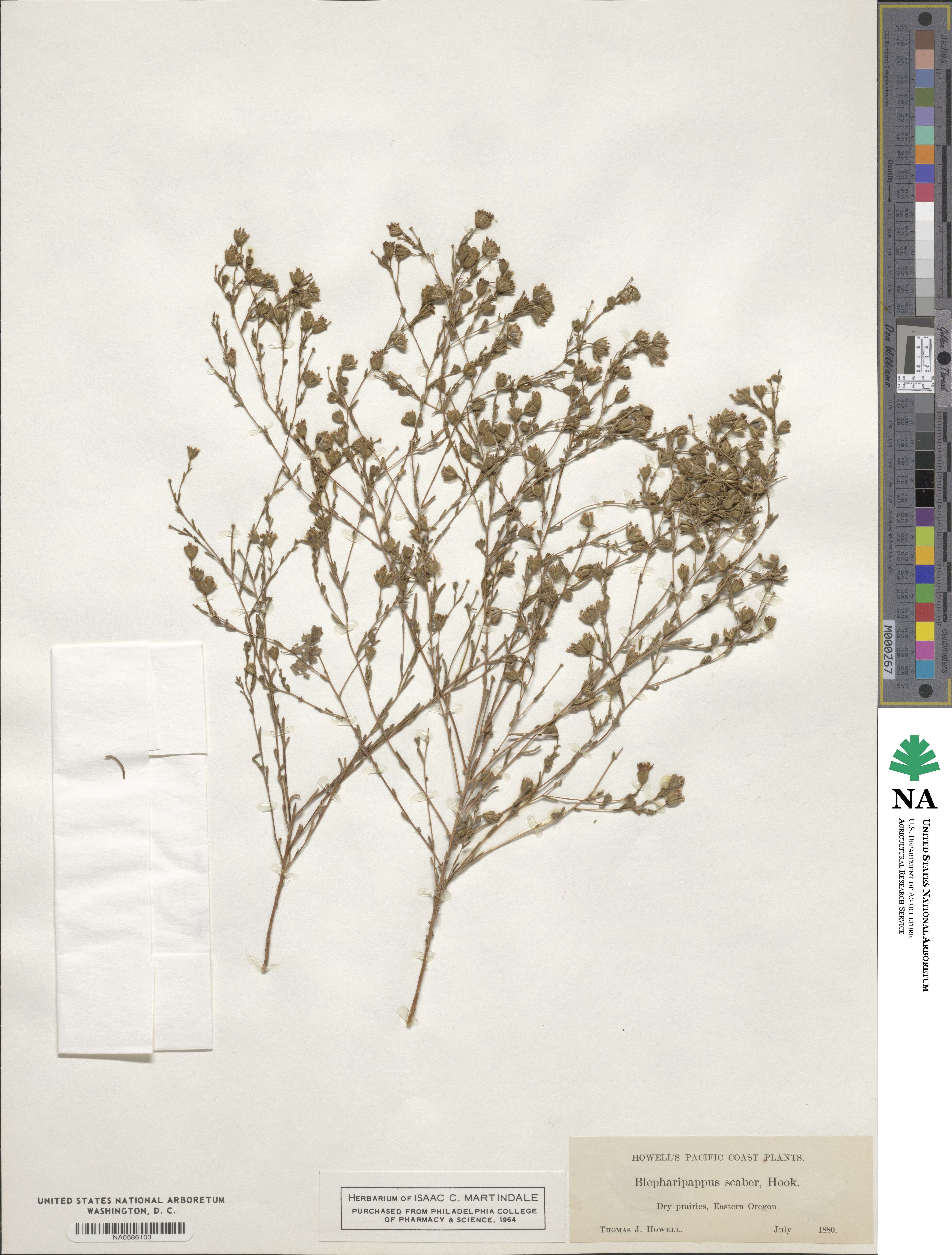 Blepharipappus scaber image