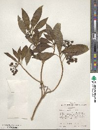 Image of Dubautia knudsenii