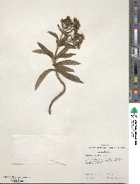 Image of Dubautia paleata