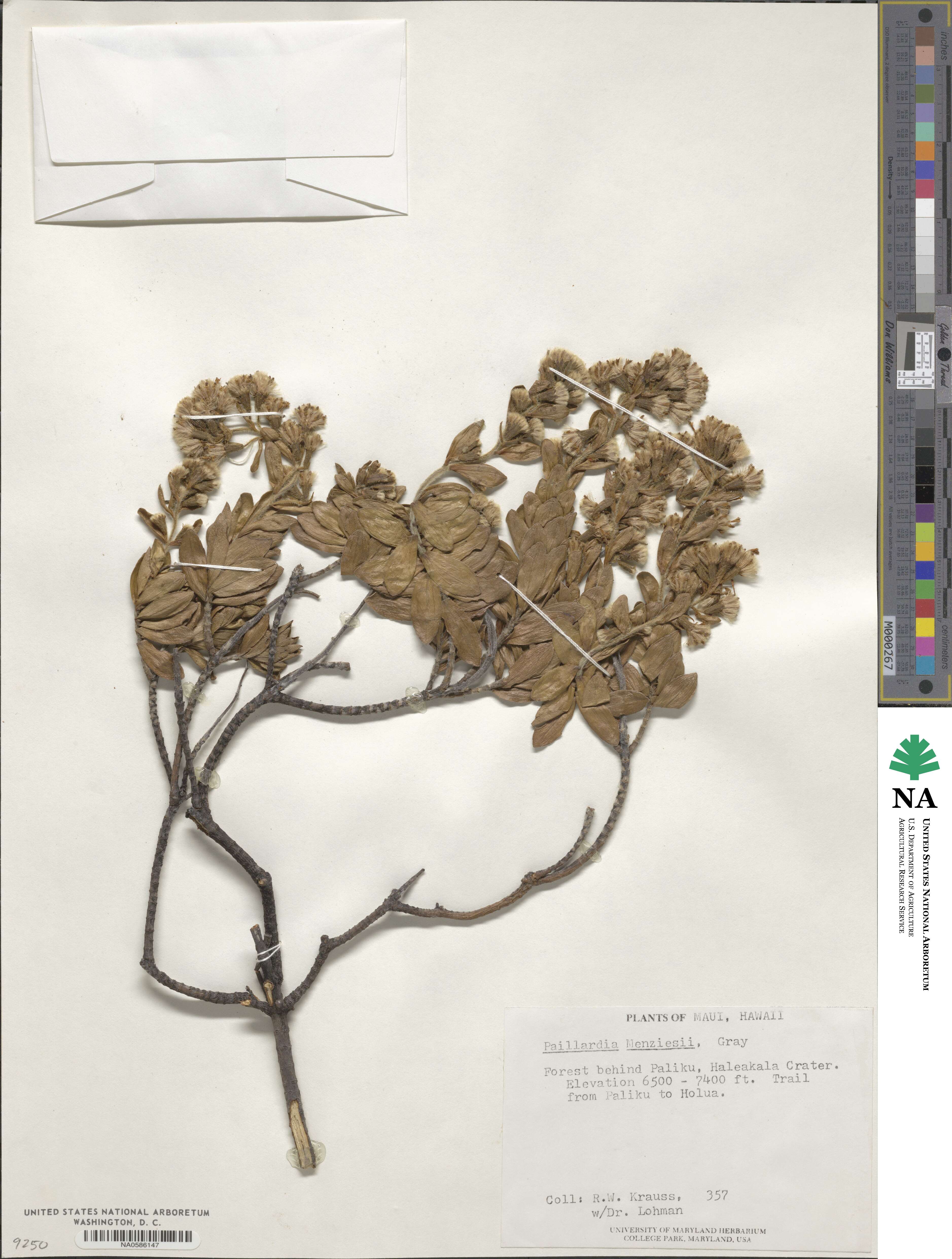 Dubautia menziesii image