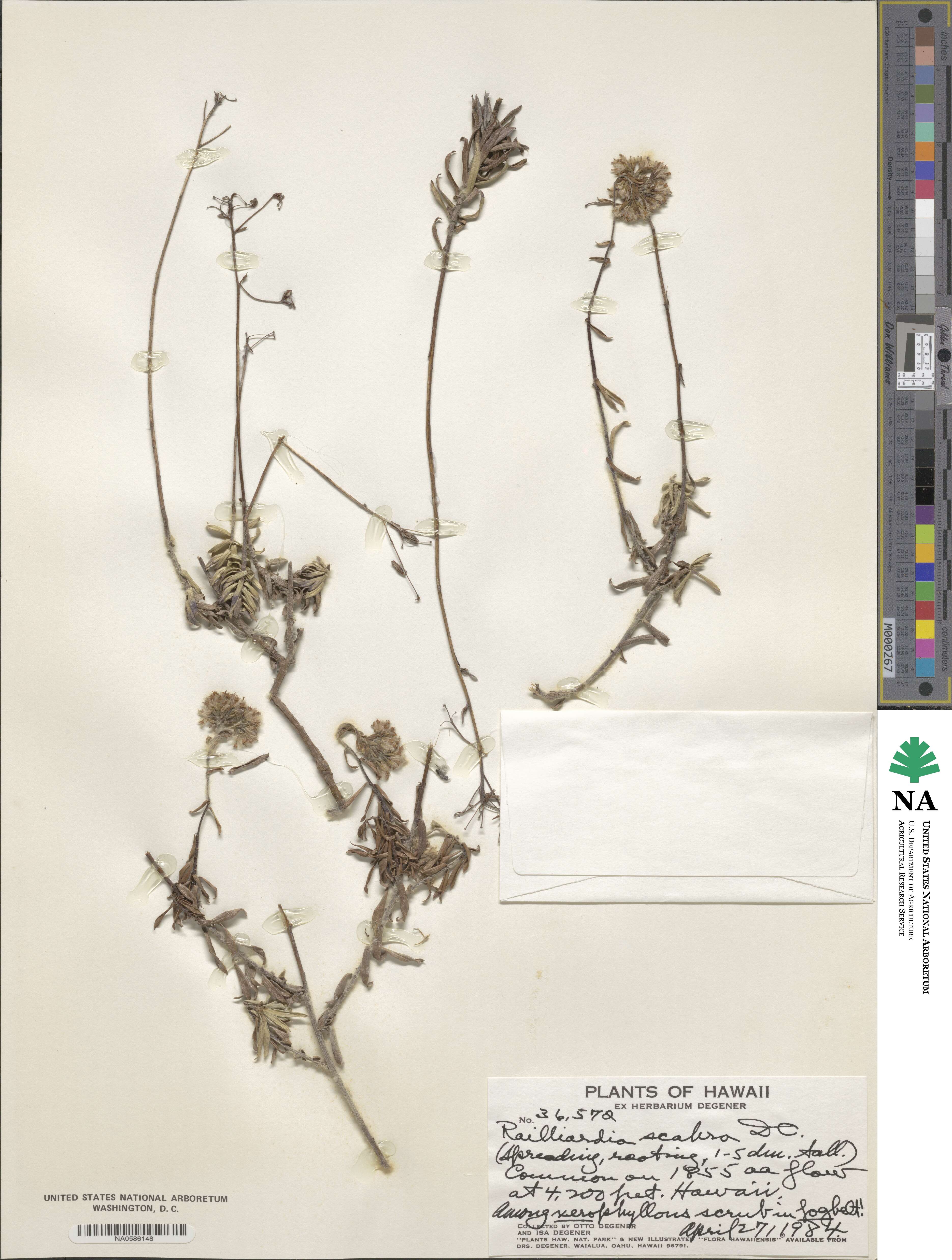 Dubautia scabra subsp. scabra image