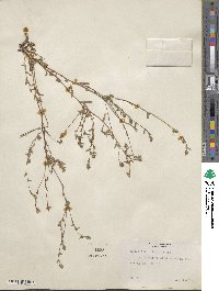 Madia citriodora image