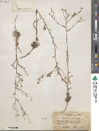 Madia citriodora image