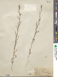 Madia citriodora image