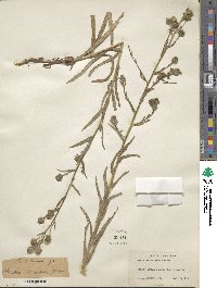 Madia citriodora image