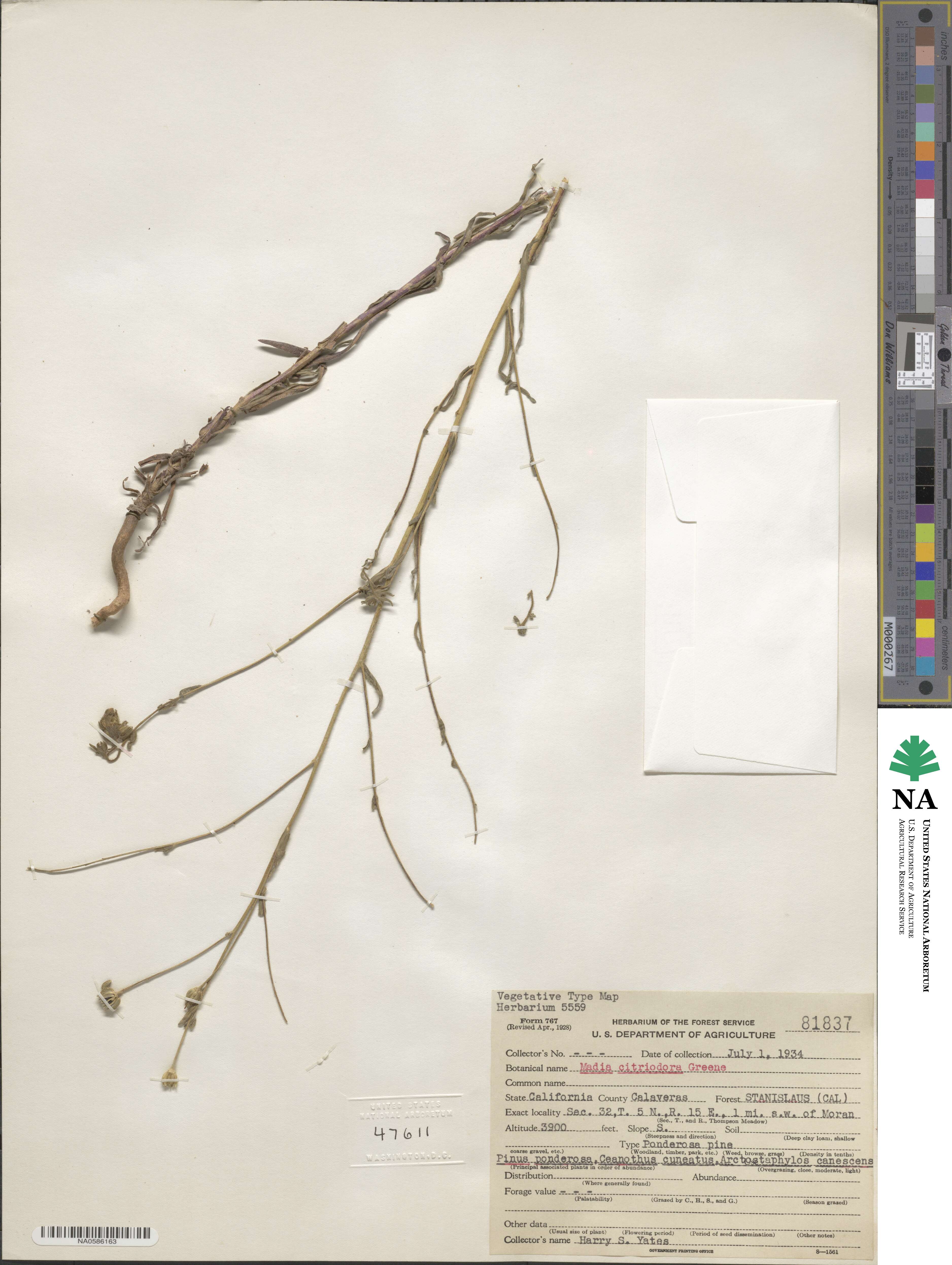 Madia citriodora image