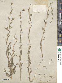 Madia gracilis image