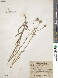 Madia elegans image