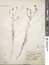 Madia elegans image