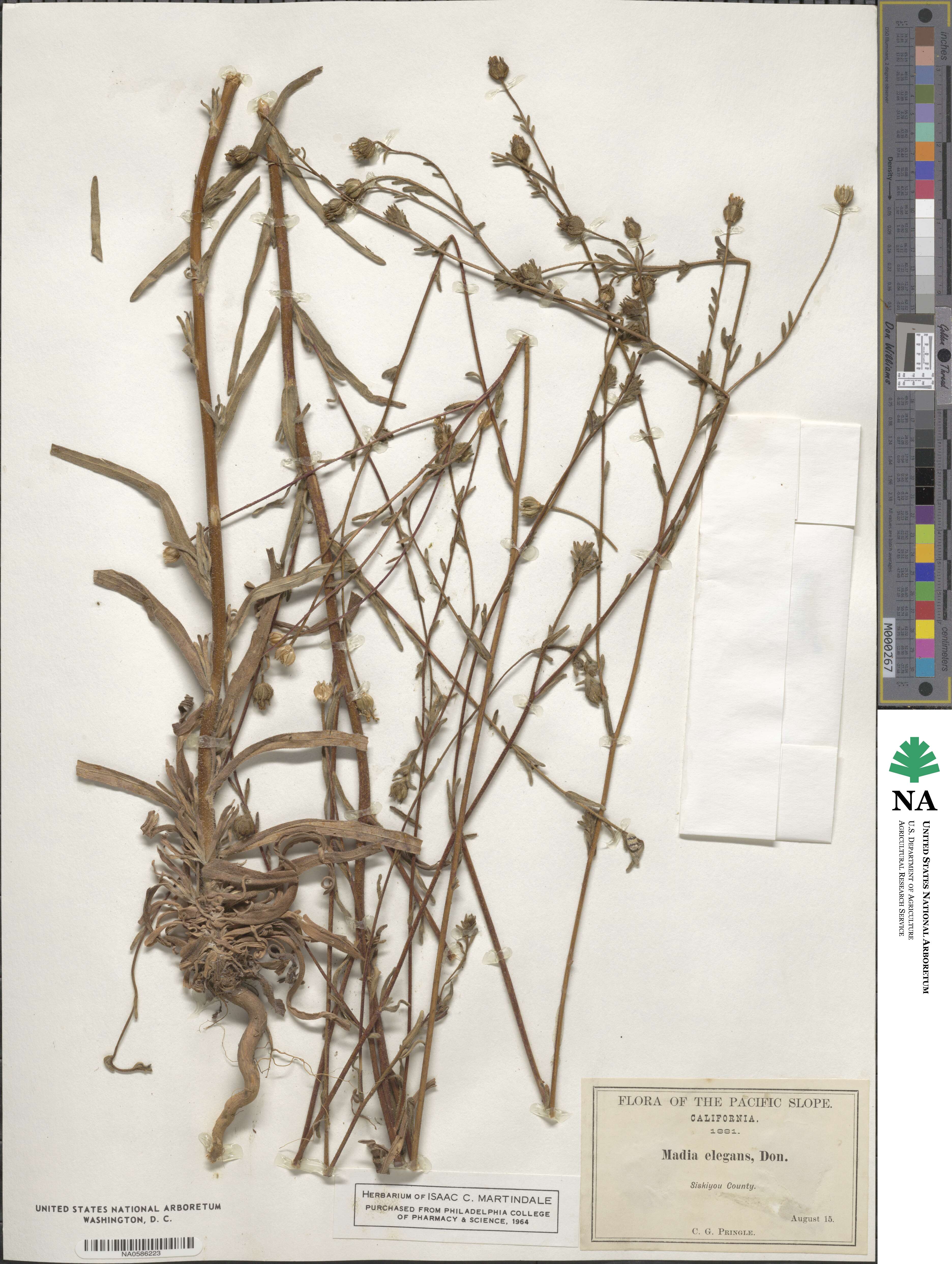 Madia elegans image