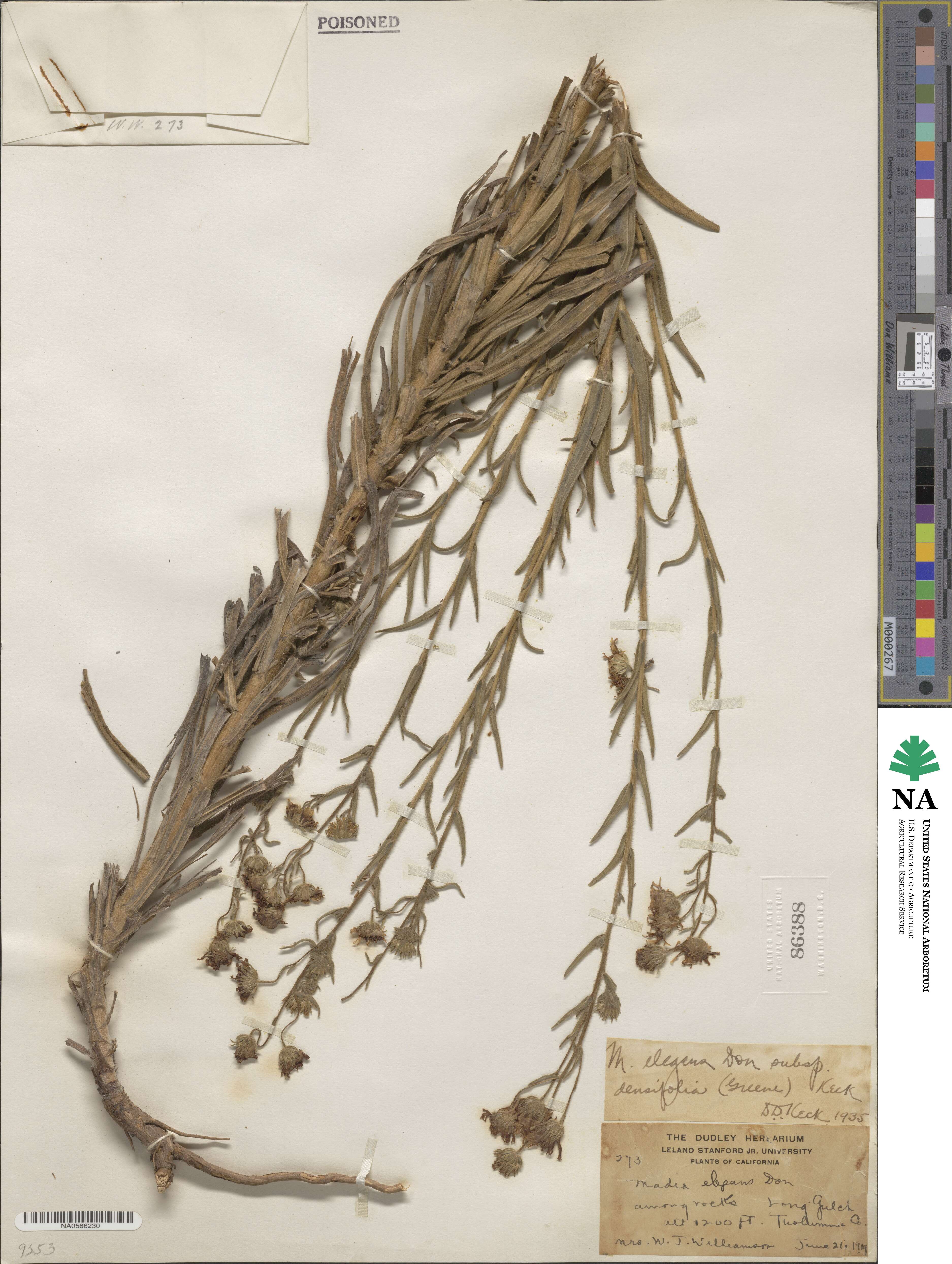 Madia elegans image