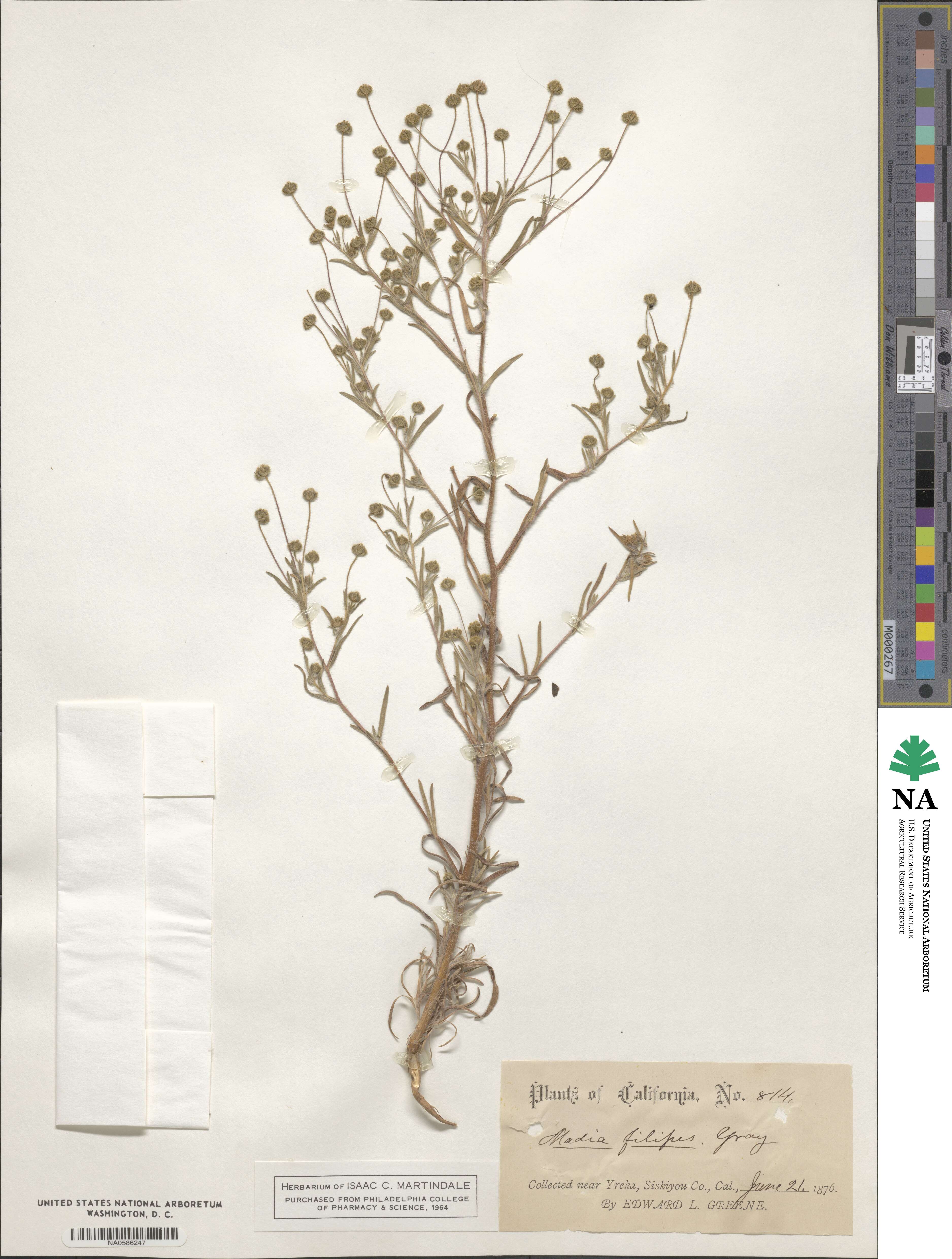 Madia exigua image