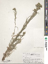 Image of Madia glomerata