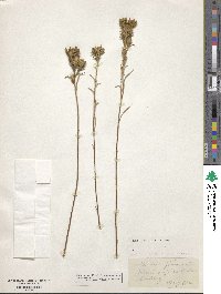Madia glomerata image