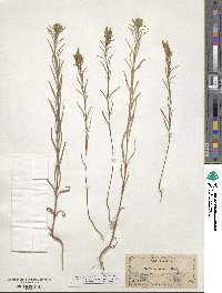 Madia glomerata image