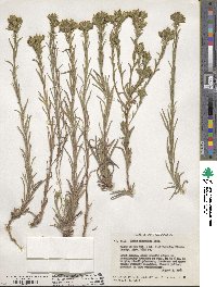 Madia glomerata image