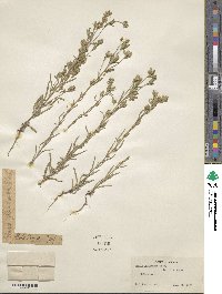 Madia glomerata image