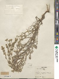 Madia glomerata image