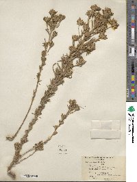 Madia glomerata image