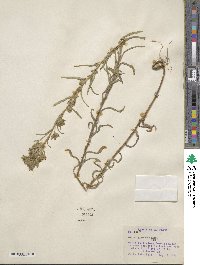 Madia glomerata image