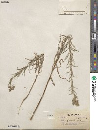 Madia glomerata image