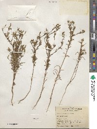 Madia glomerata image