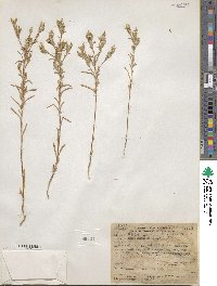 Madia glomerata image