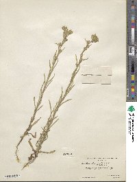 Madia glomerata image