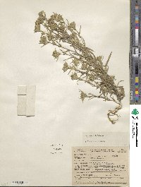 Madia glomerata image