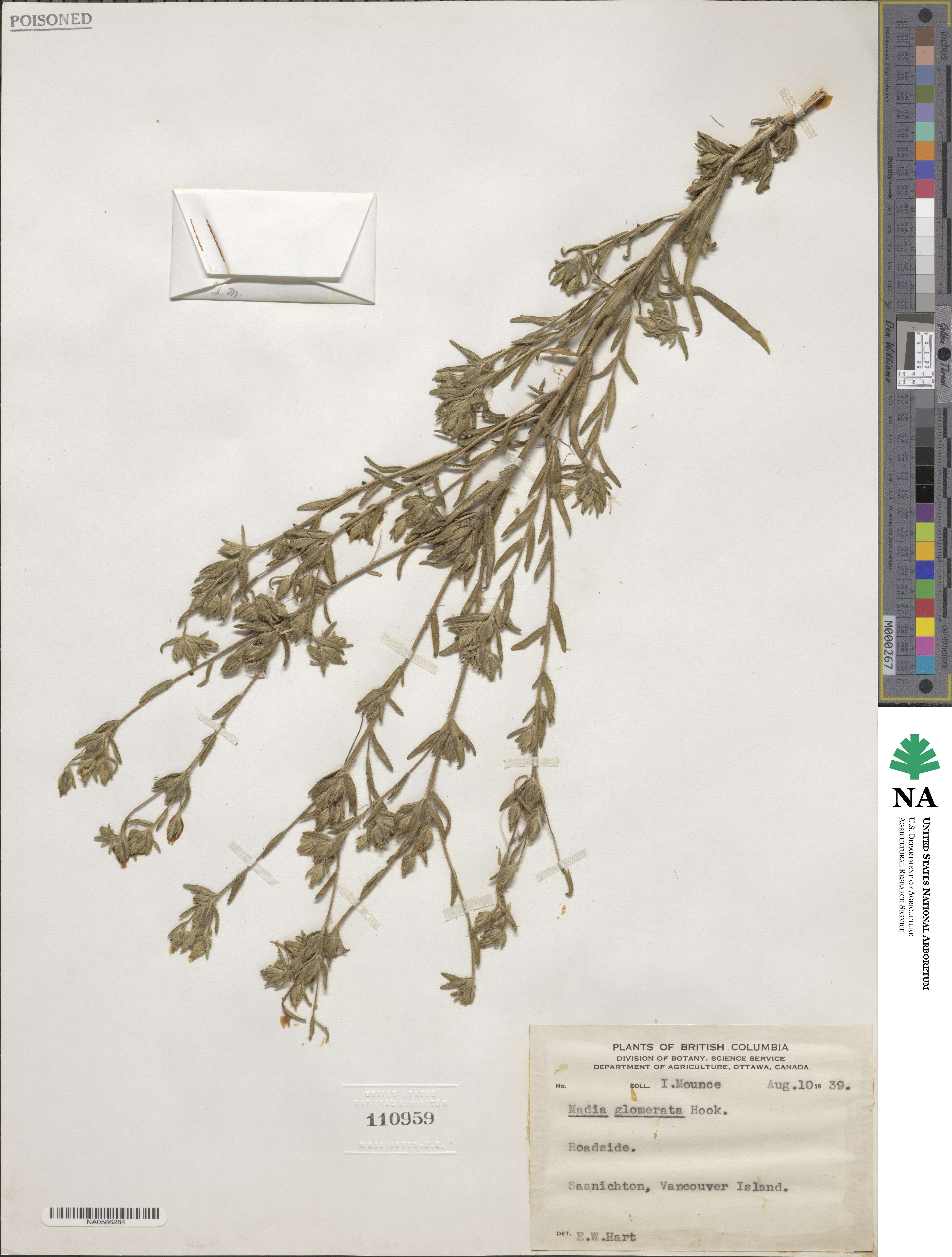 Madia glomerata image