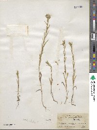 Madia glomerata image