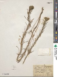 Madia glomerata image