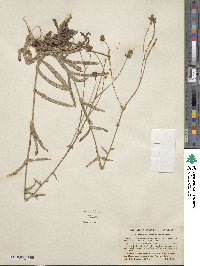 Anisocarpus madioides image