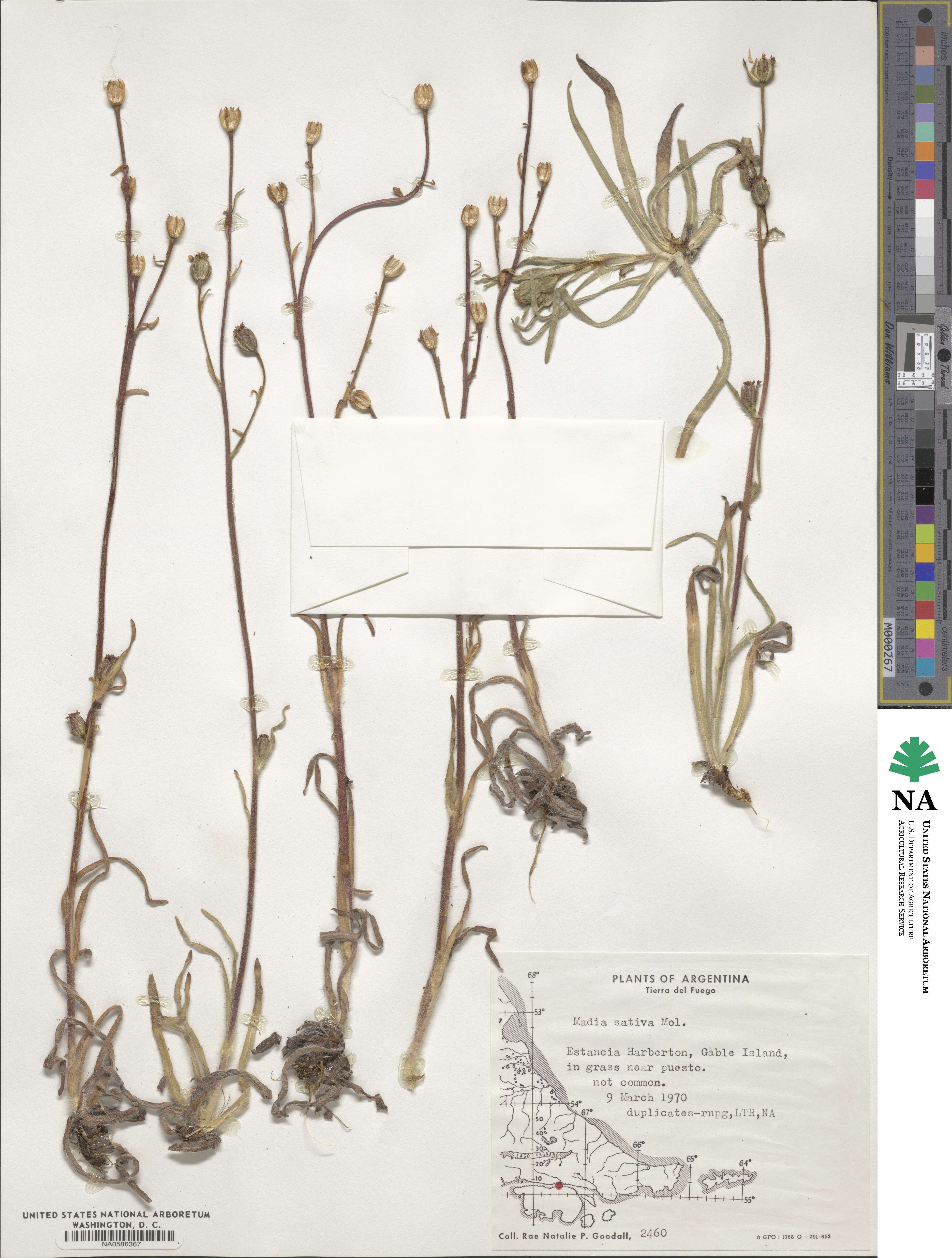 Madia sativa image