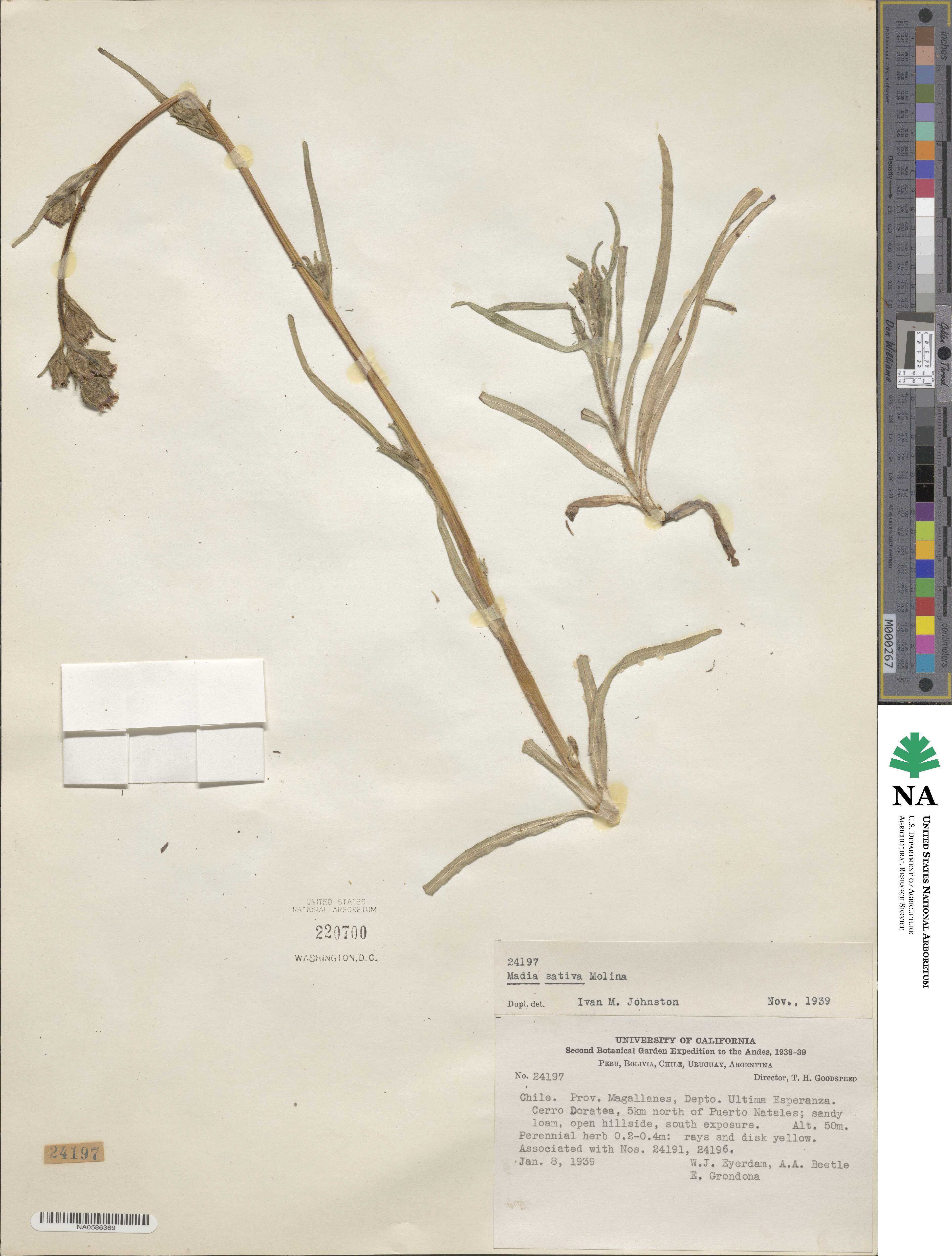 Madia sativa image